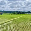 Uitzicht rijstvelden Bali